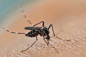 Diario HOY | Riesgo de “explosión” del dengue con llegada del fenómeno El Niño