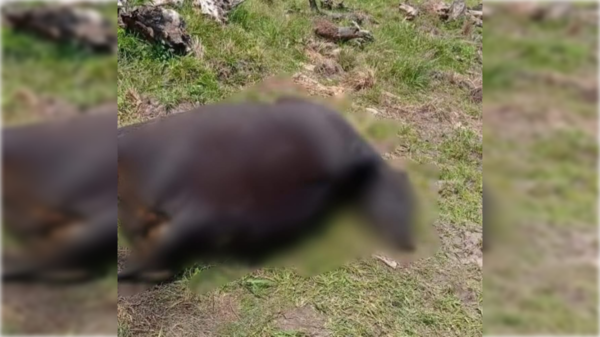 ¿Qué lo que pasa? Jeyma encontraron una vaca muerta sin lengua y sin ojos
