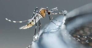 La Nación / Fenómeno climatológico de El Niño podría acelerar una epidemia de dengue