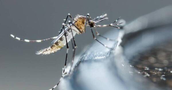 La Nación / Fenómeno climatológico de El Niño podría acelerar una epidemia de dengue