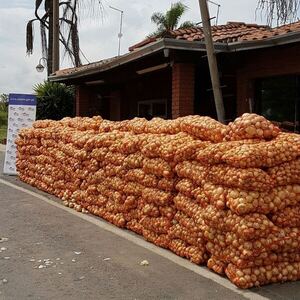 Cebolleros duplican ganancias mediante acciones anti contrabando desarrolladas por el Gobierno paraguayo - Revista PLUS