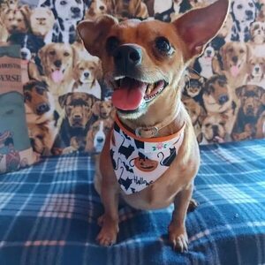 Video del disparo que acabó con la vida de perro Scrappy Doo: familia clama justicia - Policiales - ABC Color