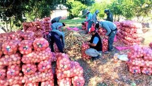 Ybytymí: productores temen perder 45.000 kilos de cebolla por falta de mercado y precio justo  - Nacionales - ABC Color