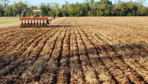 Lluvias renuevan esperanzas en la agricultura en Alto Paraná - ABC en el Este - ABC Color