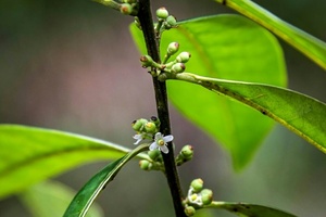 Diario HOY | Avistan en Brasil un árbol que se creía extinto hace 185 años
