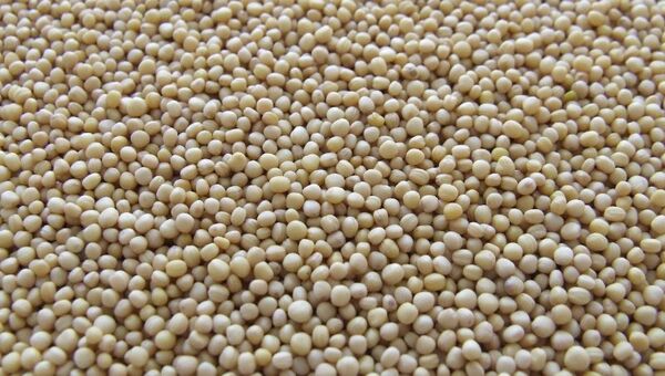 San Pedro resurge: apunta a convertirse en polo de desarrollo gracias a la soja