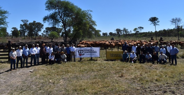 Agropecuaria Las Marías mostró la evolución del plan de mejoramiento genético en rodeos Brangus