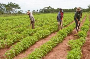 El cultivo de sésamo también ya empieza - Economía - ABC Color