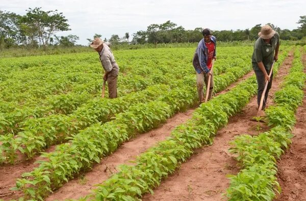 El cultivo de sésamo también ya empieza - Economía - ABC Color