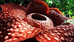 Especies de la "flor más grande del mundo" están en peligro de extinción