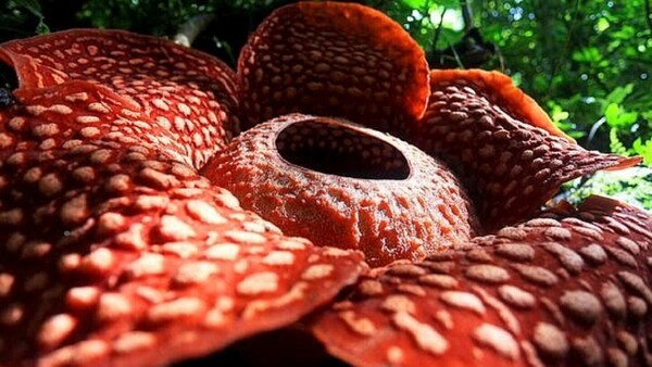 Especies de la "flor más grande del mundo" están en peligro de extinción