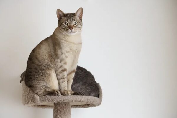 Australia está en guerra contra los gatos: te contamos el motivo - Mascotas - ABC Color