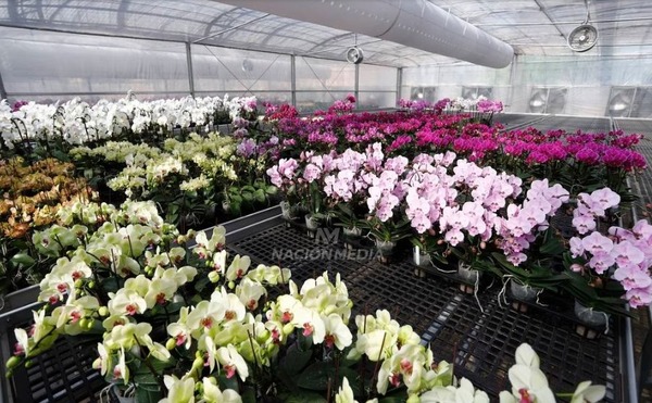 Diario HOY | La primavera trae tres días de Flori Feria