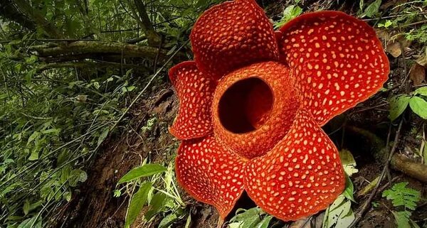 La “flor más grande del mundo” cuyas especies están en peligro de extinción - Ciencia - ABC Color