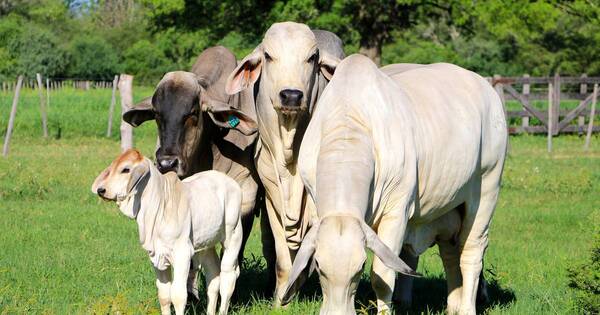 La Nación / Criadores de brahman buscarán consolidar calidad genética en rebaños nacionales