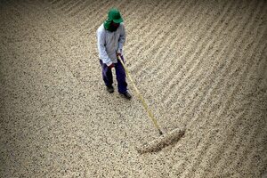Brasil prevé para 2023 su tercera mayor cosecha de café de la historia - MarketData