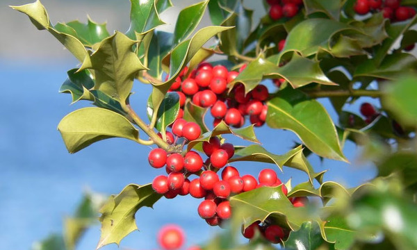 Encuentran en Brasil un árbol que se creía extinto hace 185 años