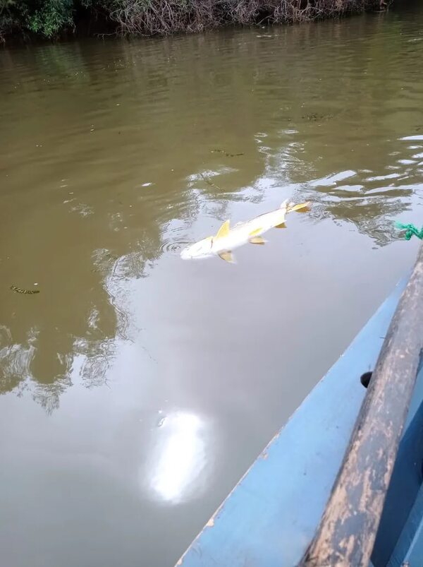 Peces muertos en Corateí: ¿a qué se debe? - Nacionales - ABC Color
