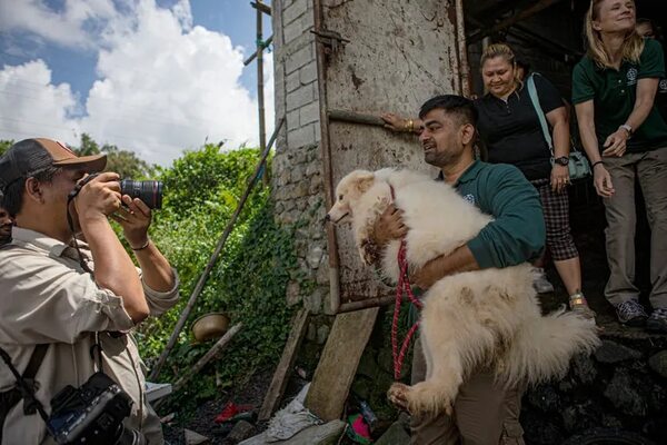 ¿Perros en la olla? Indonesia avanza contra el maltrato de animales - Mascotas - ABC Color