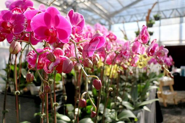 Recibí a la primavera con la Flori Feria 2023