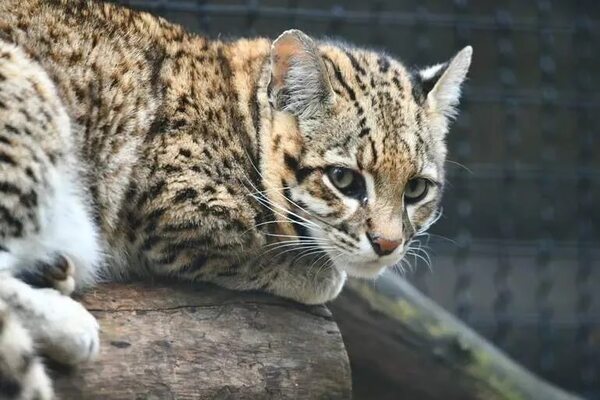 Jardín Botánico: Denuncian robo de un tirika  y apuntan a negligencia de Nenecho - Nacionales - ABC Color