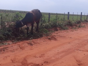 Detienen a un abigeo de 16 años en Horqueta