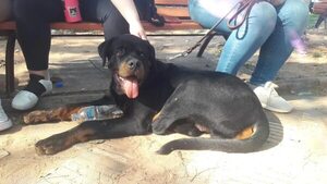Populista aval a proyecto contra “perros peligrosos” en Diputados - Política - ABC Color