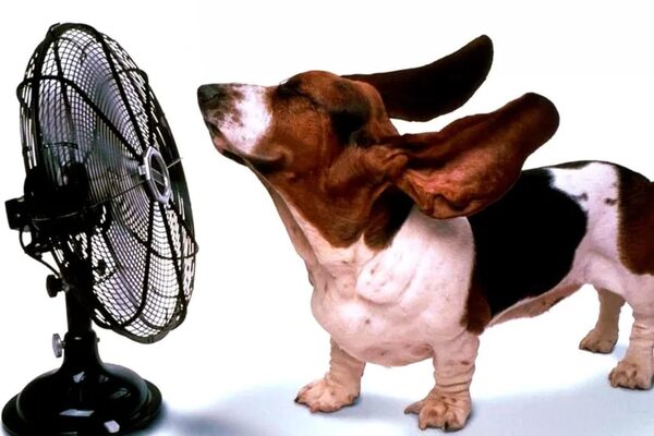 Mascotas: ¡Atención con el golpe de calor en los perros! - Mascotas - ABC Color