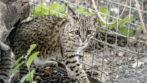 Roban un tiríka del Zoo y convocan a la jefa del área