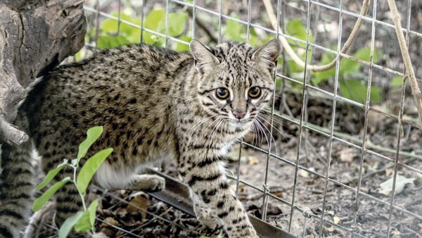 Roban un tiríka del Zoo y convocan a la jefa del área