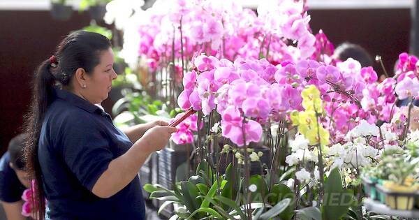 La Nación / La Flori Feria invita a recibir a la primavera