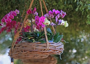 Diario HOY | Primavera en la Flori Feria con orquídeas y varias actividades