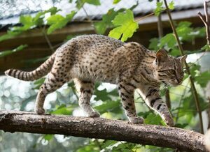 Denuncian robo de tirika en el zoológico