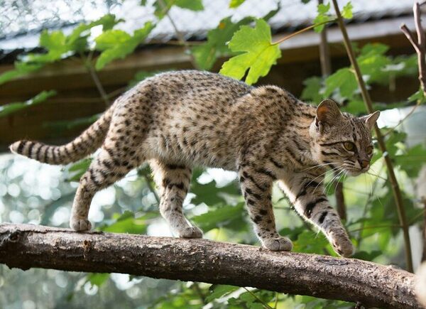 Denuncian robo de tirika en el zoológico