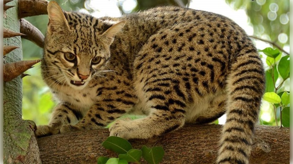 ¡Ma'ena! Denuncian que se robaron un tiríka del zoológico