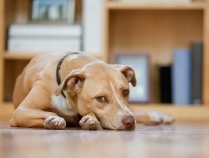 Diputados aprueba proyecto que regula la tenencia de "perros potencialmente peligrosos" · Radio Monumental 1080 AM