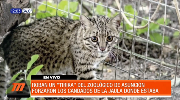 Roban un "Tirika" del Jardín Botánico | Telefuturo