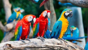 ¿Comercian aves en peligro de extinción?