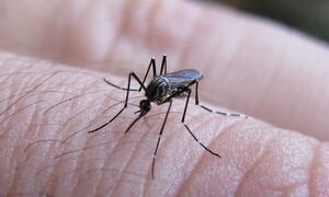 Advierten que este año el país enfrentará una fuerte epidemia de dengue