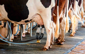 La leche entera en polvo cierra septiembre con suba en la licitación de Fonterra