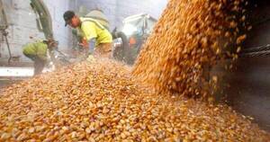 La Nación / Ingreso de divisas por envíos de maíz cae casi 30 % en 8 meses