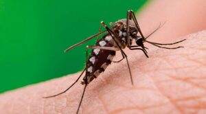 “Este año nos toca”: advierten sobre fuerte epidemia de dengue - Oasis FM 94.3