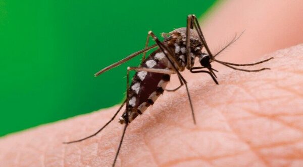 “Este año nos toca”: advierten sobre fuerte epidemia de dengue - Oasis FM 94.3