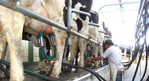 Productores de leche argentinos no pagarán impuestos por 90 días