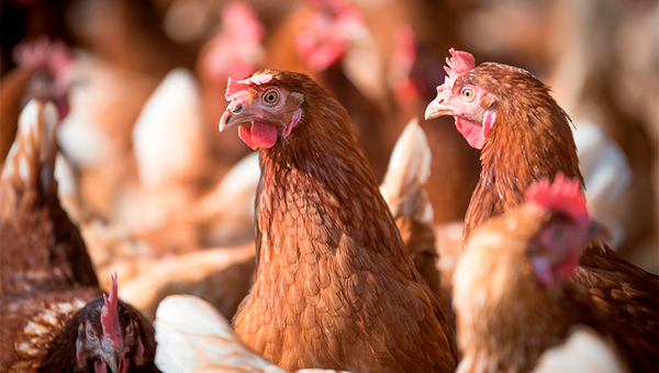 Avicultura en auge: Producción de huevos se duplicó en 11 años (y faena de pollos subió a 250.000/día)