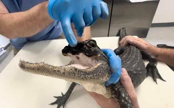 ¡Impactante! Rescatan a un caimán que fue mutilado de manera macabra
