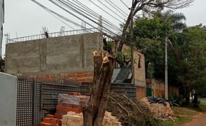 Otra multa en CDE por poda irregular de árbol nativo