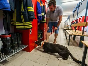 Perros rastreadores ponen freno a cazadores de rinocerontes en Sudáfrica - Mascotas - ABC Color