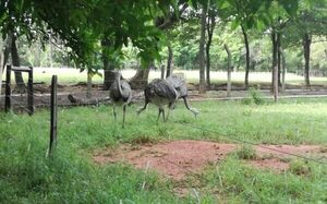 Zoológico de Asunción presenta estado de abandono