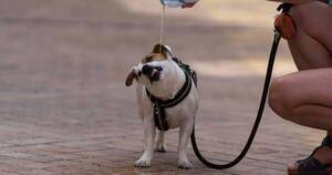 La Nación / ¡Alerta por ola de calor! Cómo cuidar a las mascotas de las altas temperaturas